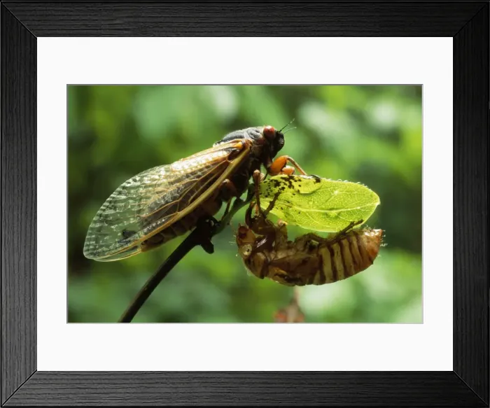 Framed Print : Periodical / 17 Year Cicada - Hamden CT USA Framed Print : Periodical / 17 Year Cicada - Hamden CT USA