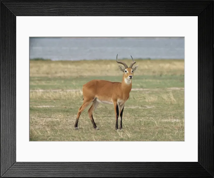 Framed Print : Uganda Kob Framed Print : Uganda Kob