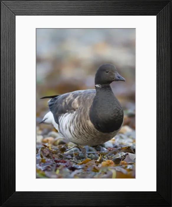 Framed Print : Brent Goose - Newlyn - Cornwall - UK Framed Print : Brent Goose - Newlyn - Cornwall - UK