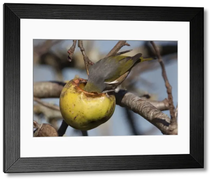 Framed Print : Silvereye Feeding on unpicked apples in winter in rural Waikato near Hamilton, New Zealand Framed Print : Silvereye Feeding on unpicked apples in winter in rural Waikato near Hamilton, New Zealand