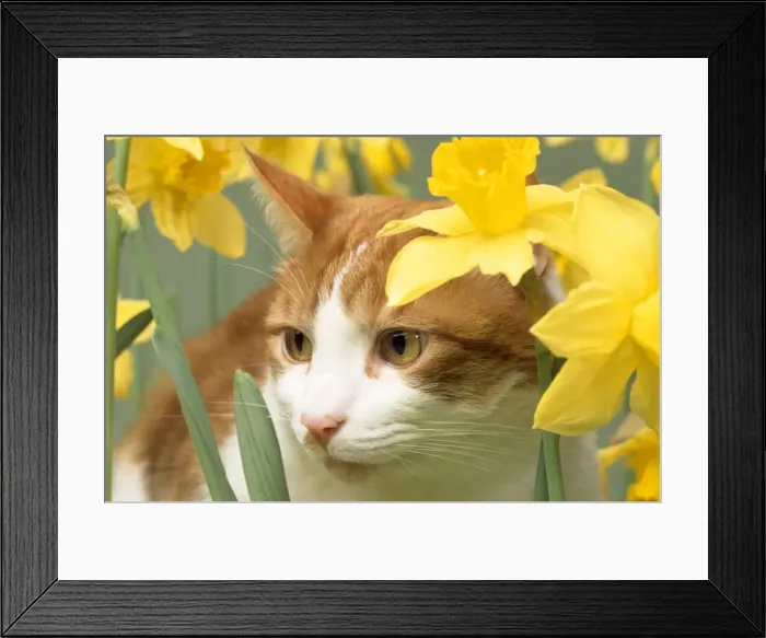 Framed Print : Cat - in daffodils Framed Print : Cat - in daffodils