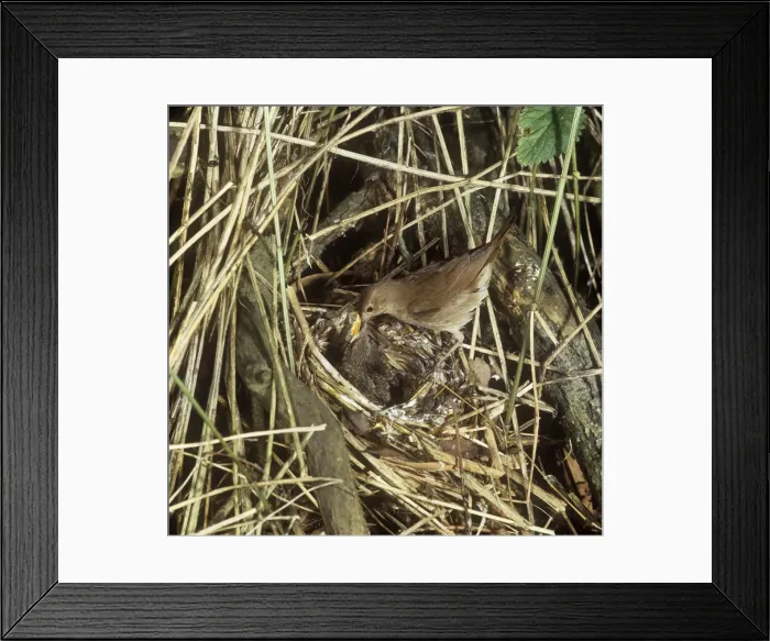 Framed Print : Thrush Nightingale - feeding chicks at nest Framed Print : Thrush Nightingale - feeding chicks at nest