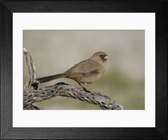 Framed Print : Abert's Towhee - Southeast Arizona - USA - March Framed Print : Abert's Towhee - Southeast Arizona - USA - March