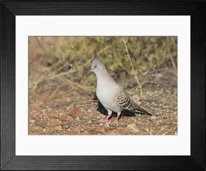 Framed Print : Crested Pigeon - near Ti Tree - Northern Territory - Australia Framed Print : Crested Pigeon - near Ti Tree - Northern Territory - Australia