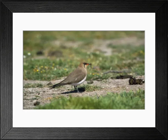 Framed Print : Collared Pratincole Framed Print : Collared Pratincole