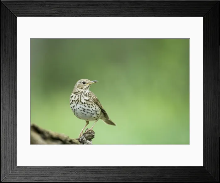 Framed Print : Song Thrush Turdus philomelos Hungary BI19737 Framed Print : Song Thrush Turdus philomelos Hungary BI19737