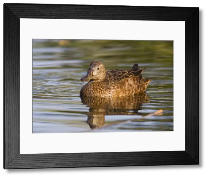Framed Print : Cinnamon Teal - adult female - March - Southeast Arizona - USA