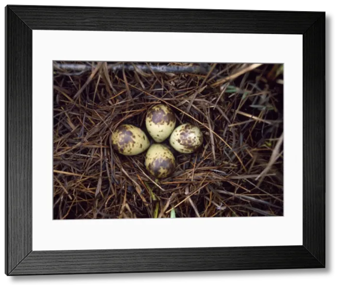 Framed Print : Spotted Redshank - nest with eggs Framed Print : Spotted Redshank - nest with eggs