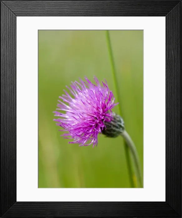 Framed Print : Meadow Thistle Flower Norfolk UK Framed Print : Meadow Thistle Flower Norfolk UK