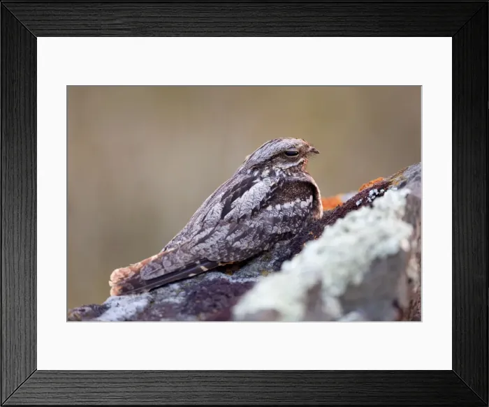 Framed Print : Nightjar - on ground in evening - Cornwall - UK Framed Print : Nightjar - on ground in evening - Cornwall - UK