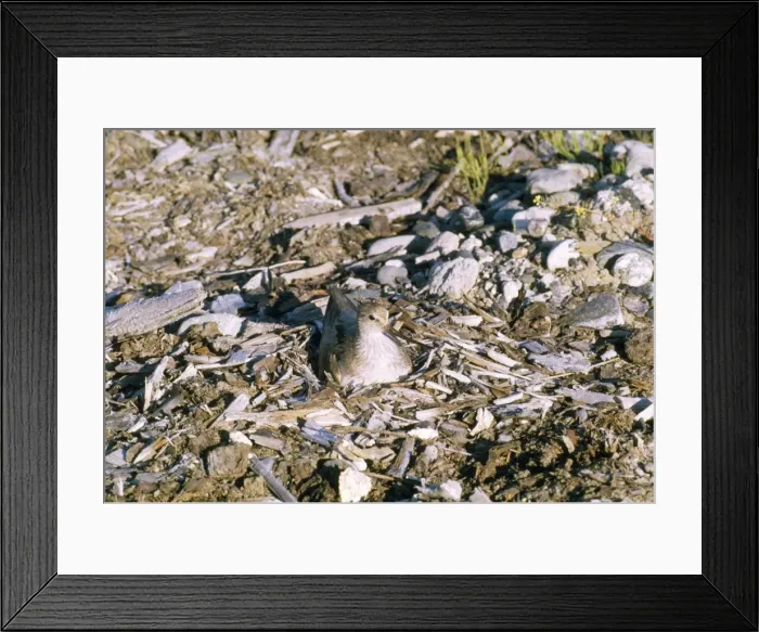 Framed Print : Terek Sandpiper - at nest Framed Print : Terek Sandpiper - at nest