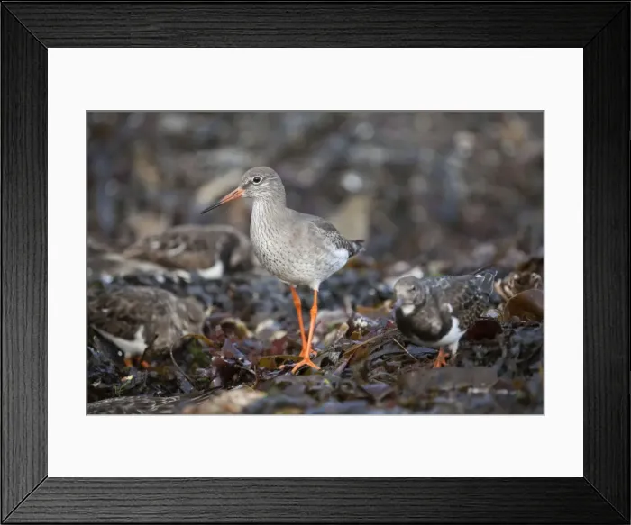 Framed Print : Redshank - Cornwall - UK Framed Print : Redshank - Cornwall - UK