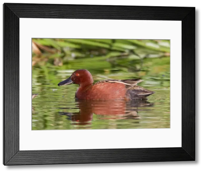 Framed Print : Cinnamon Teal - adult male - March - Southeast Arizona - USA Framed Print : Cinnamon Teal - adult male - March - Southeast Arizona - USA