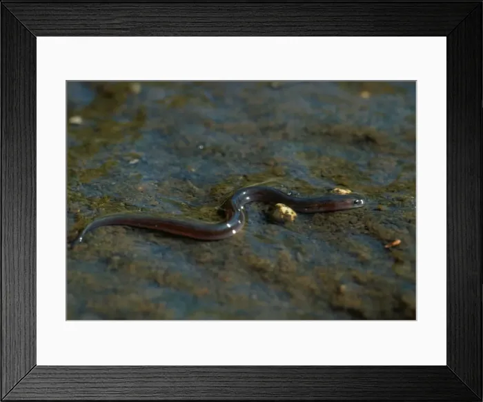 Framed Print : Common Eel - young migrating - European river Framed Print : Common Eel - young migrating - European river