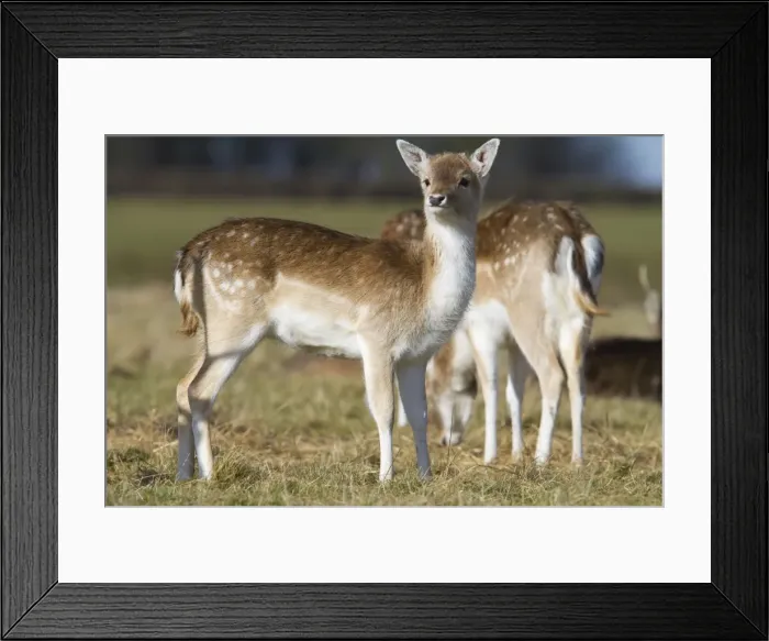 Framed Print : Fallow Deer - alert looking doe - Wiltshire - England - UK