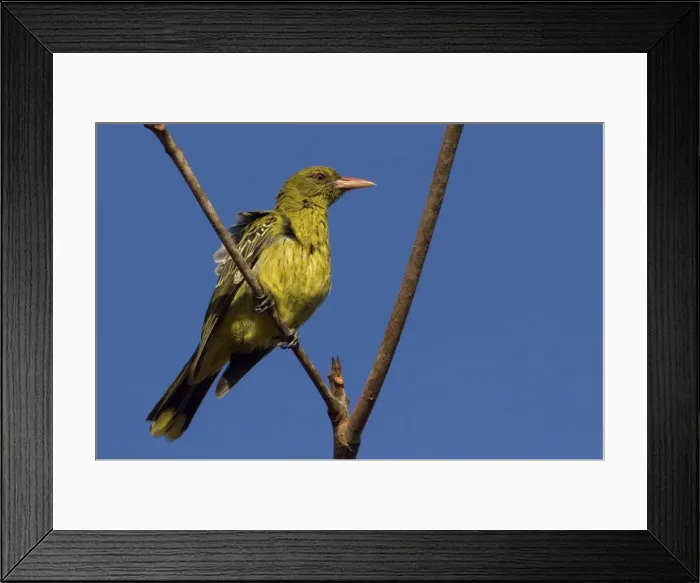 Framed Print : Yellow Oriole At Weipa camping ground, Cape York, Australia Framed Print : Yellow Oriole At Weipa camping ground, Cape York, Australia
