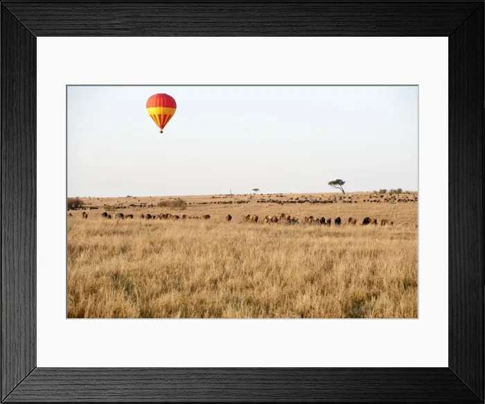 Framed Print : Hot Air Balloon - over grazing animals - Masai Mara - Kenya Framed Print : Hot Air Balloon - over grazing animals - Masai Mara - Kenya