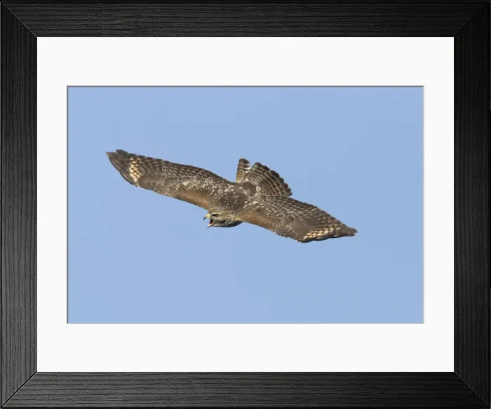 Framed Print : Red-shouldered Hawk - immature bird calling in flight during fall migration - October in Connecticut - USA Framed Print : Red-shouldered Hawk - immature bird calling in flight during fall migration - October in Connecticut - USA