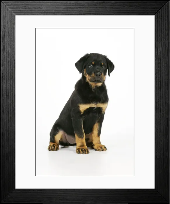 Framed Print : DOG. Rottweiler puppy sitting Framed Print : DOG. Rottweiler puppy sitting