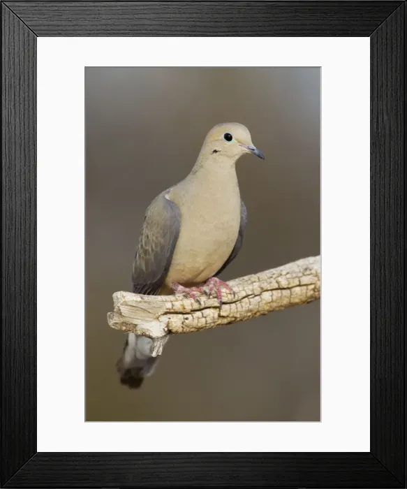 Framed Print : Mourning Dove - Southeast Arizona in March - USA Framed Print : Mourning Dove - Southeast Arizona in March - USA