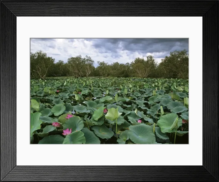 Framed Print : Red Lotus - Surrounded by Paperbark trees (Melaleuca sp. ) - Kakadu National Park (World Heritage Area) - Northern Territory - Australia JPF50975 Framed Print : Red Lotus - Surrounded by Paperbark trees (Melaleuca sp. ) - Kakadu National Park (World Heritage Area) - Northern Territory - Australia JPF50975