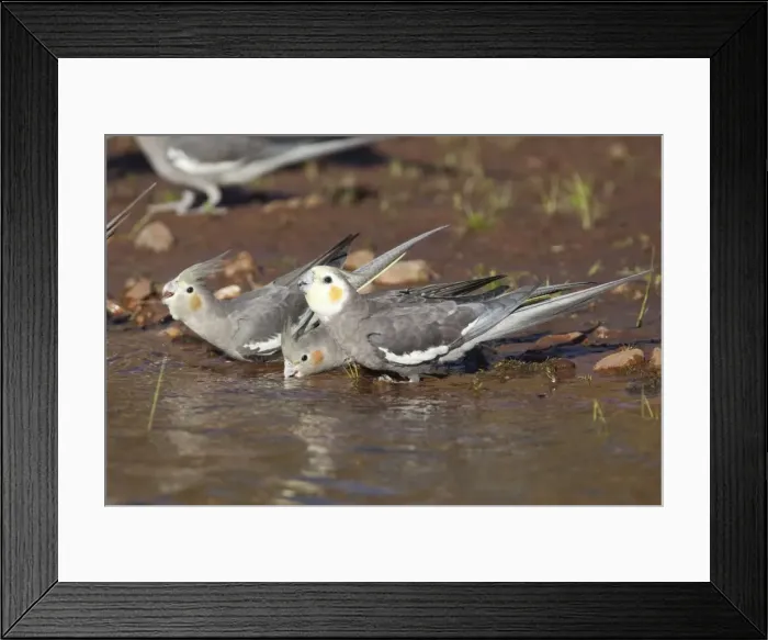Framed Print : Cockatiel A group drinking at Poison Creek waterhole, near Canteen Creek Aboriginal Community, Northern Territory, Australia Framed Print : Cockatiel A group drinking at Poison Creek waterhole, near Canteen Creek Aboriginal Community, Northern Territory, Australia