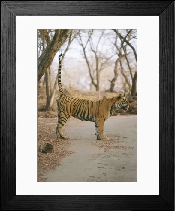 Framed Print : Bengal / Indian Tiger CB 67 Tiger scent marking. Panthera tigris © Chris Brunskill / ARDEA LONDON Framed Print : Bengal / Indian Tiger CB 67 Tiger scent marking. Panthera tigris © Chris Brunskill / ARDEA LONDON