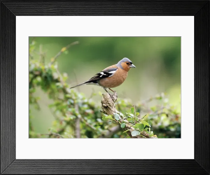 Framed Print : Chaffinch - male Framed Print : Chaffinch - male
