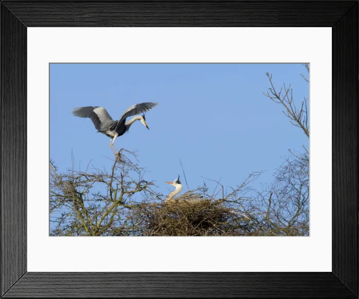 Framed Print : Grey Heron - two adult birds at nest - Wiltshire - England - UK Framed Print : Grey Heron - two adult birds at nest - Wiltshire - England - UK