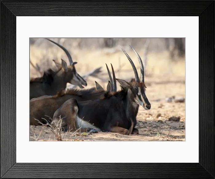 Framed Print : Sable Antelpoe - group sitting resting in shade - Chobe River - Botswana Framed Print : Sable Antelpoe - group sitting resting in shade - Chobe River - Botswana