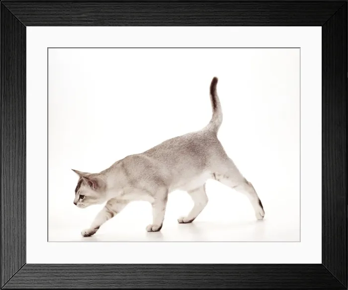 Framed Print : Cat JD 14778 Persian - Brown Classic Tabby © John Daniels / ARDEA LONDON Framed Print : Cat JD 14778 Persian - Brown Classic Tabby © John Daniels / ARDEA LONDON