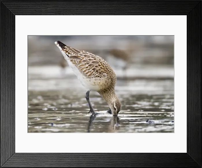 Framed Print : Bar Tailed Godwit - Cornwall - UK Framed Print : Bar Tailed Godwit - Cornwall - UK