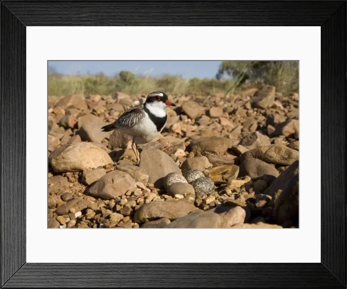 Framed Print : Black-fronted Dotterel Approaching its nest at Canteen Creek, central Northern Territory, Australia. Strangely this bird was incubating an egg sized and shaped stone Framed Print : Black-fronted Dotterel Approaching its nest at Canteen Creek, central Northern Territory, Australia. Strangely this bird was incubating an egg sized and shaped stone