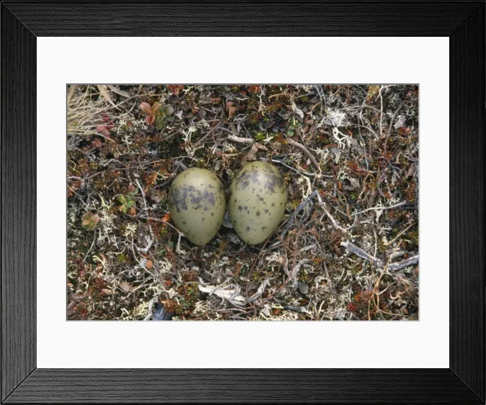 Framed Print : Long-tailed Skua - nest with eggs Framed Print : Long-tailed Skua - nest with eggs