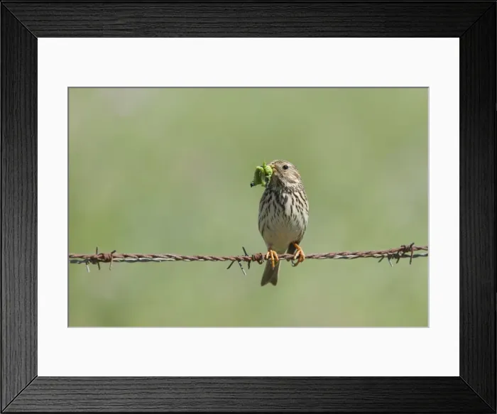 Framed Print : Corn Bunting - adult perching on barbed wire fence with caterpillars in beak - Southern Spain Framed Print : Corn Bunting - adult perching on barbed wire fence with caterpillars in beak - Southern Spain