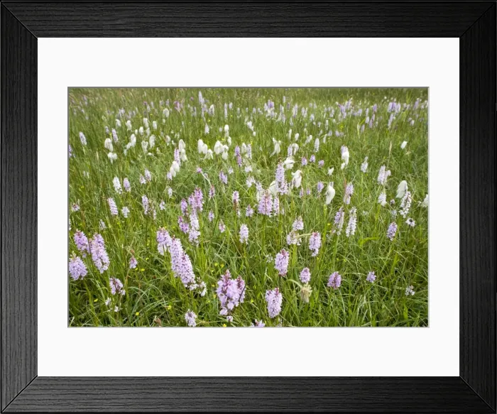Framed Print : Common and Heath Spotted Orchids in damp meadow Norfolk UK Dactylorhiza fuchsii and Dactylorhiza maculata Framed Print : Common and Heath Spotted Orchids in damp meadow Norfolk UK Dactylorhiza fuchsii and Dactylorhiza maculata