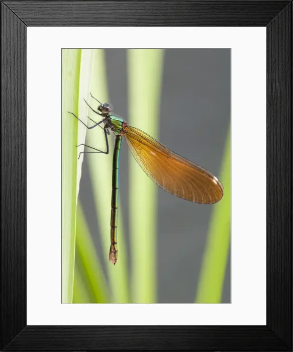 Framed Print : Beautiful Demoiselle - female - Cornwall - UK Framed Print : Beautiful Demoiselle - female - Cornwall - UK