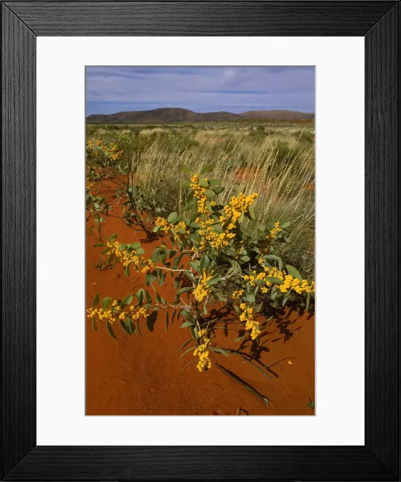 Framed Print : Black Wattle / Black Gidgee - Sandy country - near NT / WA border JPF45256 Framed Print : Black Wattle / Black Gidgee - Sandy country - near NT / WA border JPF45256