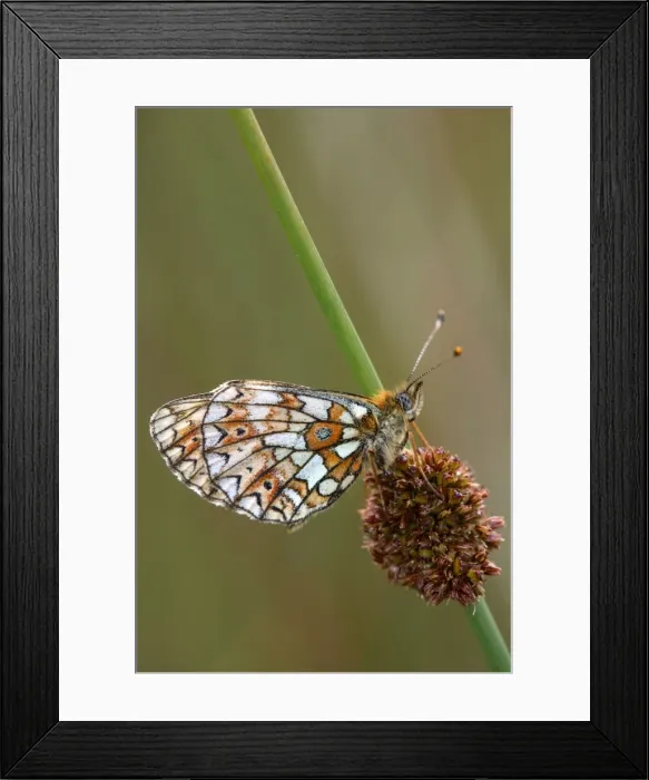 Framed Print : Small Pearl-bordered Fritillary - on soft rush - Cornwall - UK Framed Print : Small Pearl-bordered Fritillary - on soft rush - Cornwall - UK
