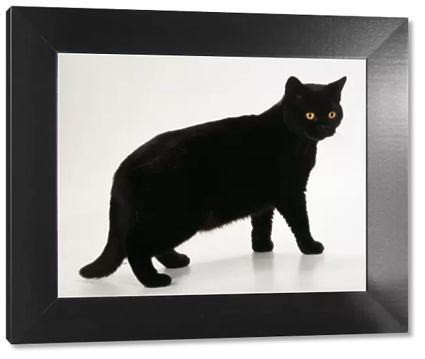 Cat JD 14723 British shorthair black Cat © John Daniels  /  ARDEA LONDON