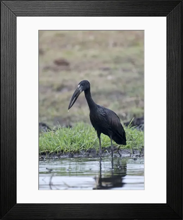 Framed Print : African Openbill / Openbilled Stork - standing in water - Chobe River - Botswana Framed Print : African Openbill / Openbilled Stork - standing in water - Chobe River - Botswana