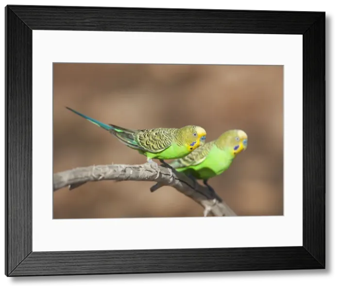 Framed Print : Budgerigar Donkey Creek, near Canteen Creek Aboriginal Community, Northern Territory, Australia Framed Print : Budgerigar Donkey Creek, near Canteen Creek Aboriginal Community, Northern Territory, Australia