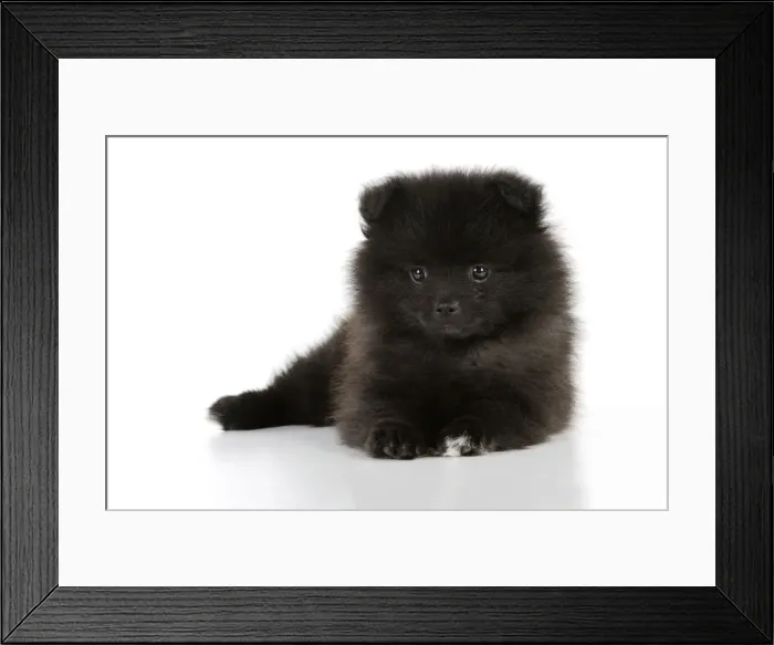 Framed Print : DOG. German Spitz Mittel, 8 wk old puppy Framed Print : DOG. German Spitz Mittel, 8 wk old puppy