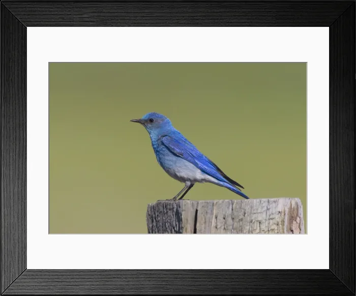Framed Print : Mountain Bluebird - adult male in summer - July in Wyoming - USA