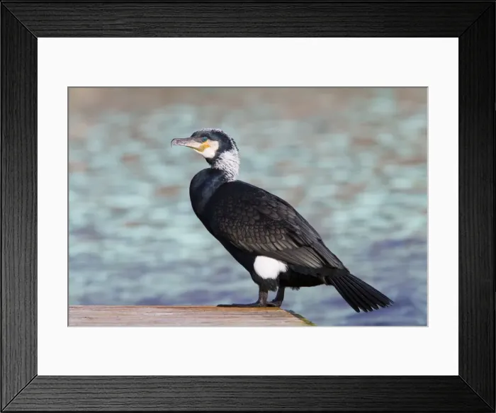 Framed Print : Cormorant - adult perching on jetty - Wiltshire - England - UK Framed Print : Cormorant - adult perching on jetty - Wiltshire - England - UK