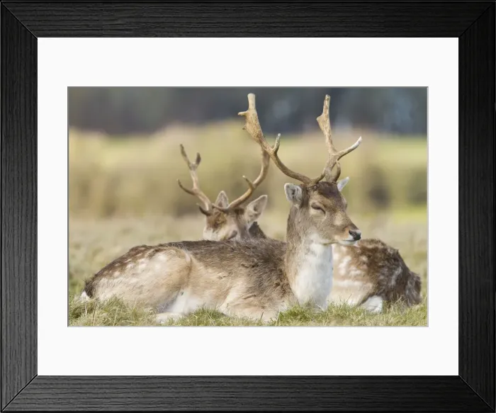 Framed Print : Fallow Deer - two adult bucks resting - Wiltshire - England - UK Framed Print : Fallow Deer - two adult bucks resting - Wiltshire - England - UK