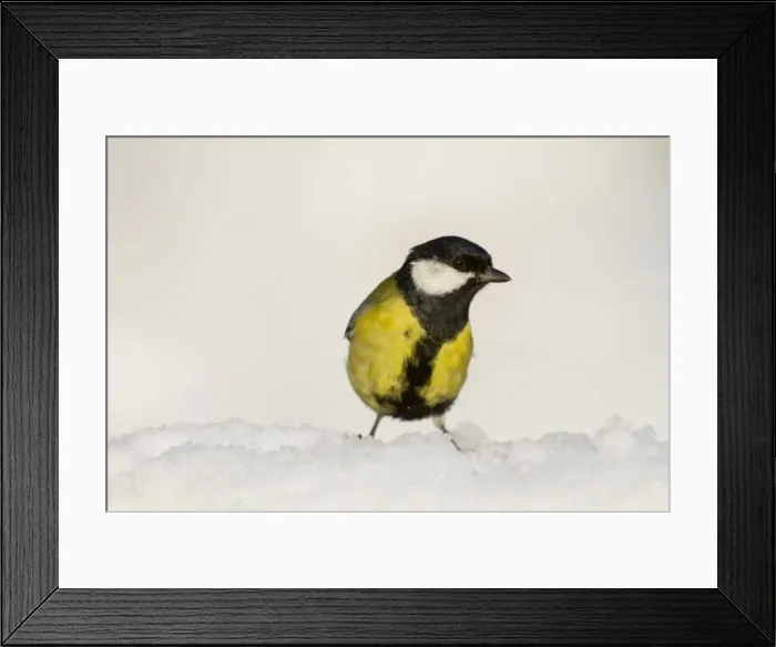 Framed Print : Great Tit - in snow Framed Print : Great Tit - in snow