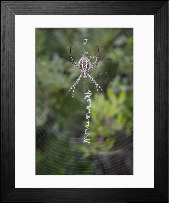 Framed Print : Wasp Spider - female on web - Minorca 8291 Framed Print : Wasp Spider - female on web - Minorca 8291