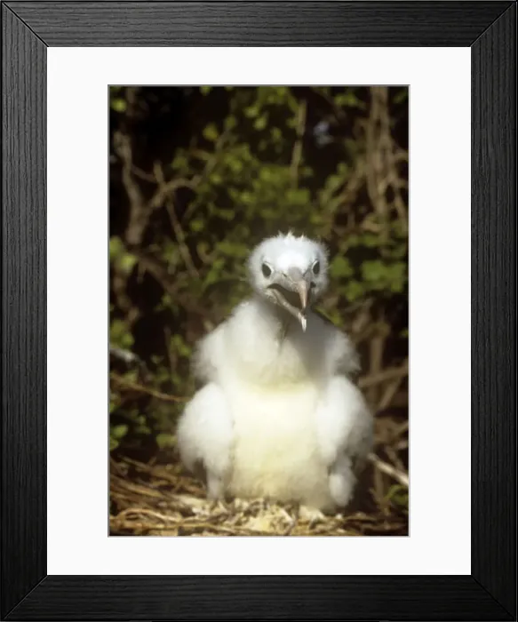 Framed Print : Frigate Bird - Galapagos Framed Print : Frigate Bird - Galapagos