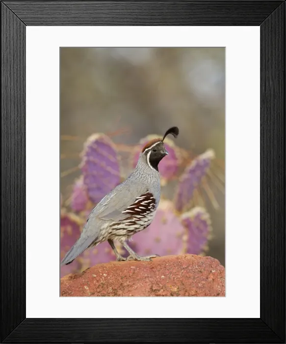 Framed Print : Gambel's Quail - adult male - March - Southeast Arizona - March - USA Framed Print : Gambel's Quail - adult male - March - Southeast Arizona - March - USA